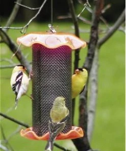 Birds Choice Thistle Feeders Forever Thistle Feeder-1 Qt 6 Birds Choice Thistle Feeders Forever Thistle Feeder-1 Qt