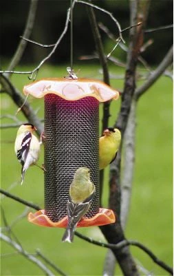 Birds Choice Thistle Feeders Forever Thistle Feeder-1 Qt 4 Birds Choice Thistle Feeders Forever Thistle Feeder-1 Qt