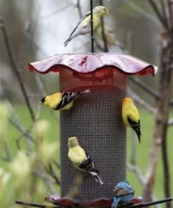 Birds Choice Thistle Feeders Forever Thistle Feeder-1 Qt 7 Birds Choice Thistle Feeders Forever Thistle Feeder-1 Qt