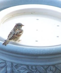 BirdBath Raft Bird Bath Raft Deck & Ground Bird Baths