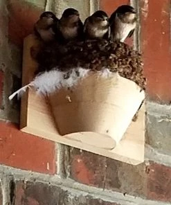 The Birdhouse Chick Barn Swallow Nest Cups - Set Of 2