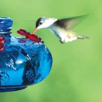 Parasol Hummingbird Feeders Bloom Perch Hummingbird Feeder- Aqua Or Green 4 Parasol Hummingbird Feeders Bloom Perch Hummingbird Feeder- Aqua Or Green