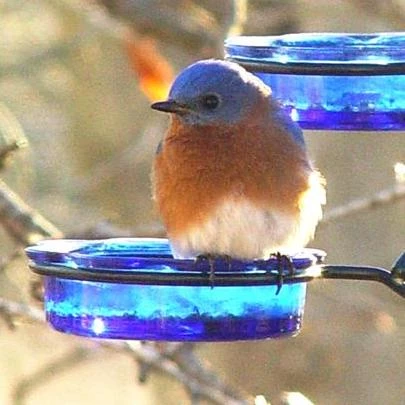 Erva Quick-Connect Glass Mealworm Feeder Bluebird Feeders 4 Erva Quick-Connect Glass Mealworm Feeder Bluebird Feeders