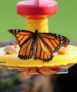Songbird Essentials Butterfly Feeder With Nectar - Hang Or Pole Mount