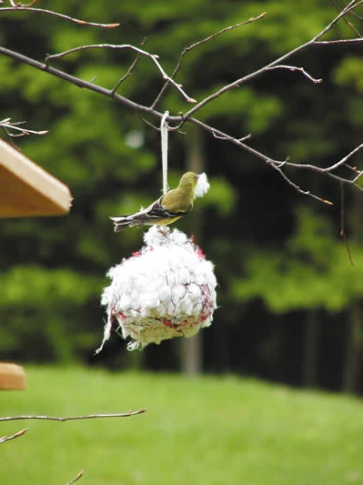 Birds Choice Nesting Materials & Roosts Cotton Nesting Ball 3 Birds Choice Nesting Materials & Roosts Cotton Nesting Ball