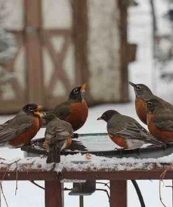 Erva Heated Deck-Mount Bird Bath-60 Watt Deck & Ground Bird Baths