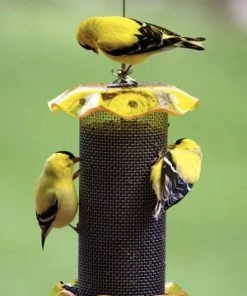 Birds Choice Thistle Feeders Forever Thistle Feeder-1 Qt