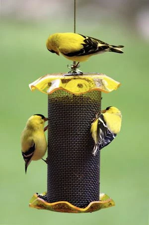 Birds Choice Thistle Feeders Forever Thistle Feeder-1 Qt 3 Birds Choice Thistle Feeders Forever Thistle Feeder-1 Qt