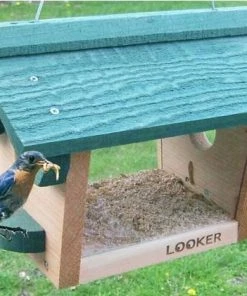 Songbird Essentials Hanging Bluebird Feeder Bluebird Feeders