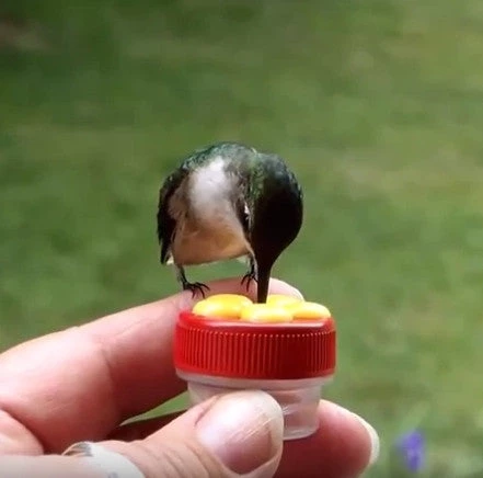 Nature Products USA Nectar Dots Hummingbird Feeders- Set/3 3 Nature Products USA Nectar Dots Hummingbird Feeders- Set/3