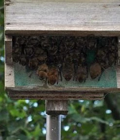 Songbird Essentials Large Capacity Bat House-5 Chamber 6 Songbird Essentials Large Capacity Bat House-5 Chamber