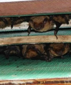 Songbird Essentials Large Capacity Bat House-5 Chamber 7 Songbird Essentials Large Capacity Bat House-5 Chamber