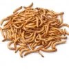 Bug Company Live Mealworms-Bulk Options 1 Bug Company Live Mealworms-Bulk Options