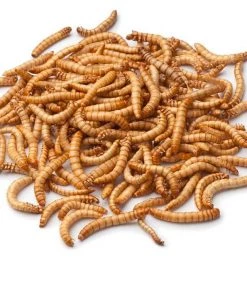 Bug Company Live Mealworms-Bulk Options