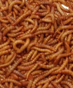 Bug Company Live Mealworms-Bulk Options