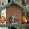 Songbird Essentials Oriole Feeder Cedar-Fruit & Jelly Fruit, Jelly & Mealworm Feeders
