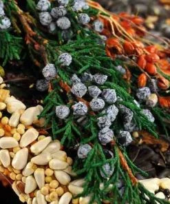 Mr. Bird Birdies Bed & Breakfast Chalet Unique Birdhouses