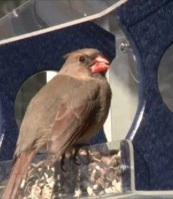 Nature Products USA Recycled Window Bird Feeder-3 Colors Recycled Birdhouses