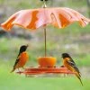 Birds Choice Oriolefest Oriole Bird Feeder