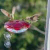 Droll Yankees Hummingbird Feeders Window Mount Hummingbird Feeder