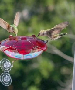 Droll Yankees Hummingbird Feeders Window Mount Hummingbird Feeder
