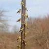 Songbird Essentials Yellow Spiral Finch Feeder-36-inch Thistle Feeders
