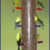 S&K Manufacturing Super Rainbow Finch Feeder Thistle Feeders