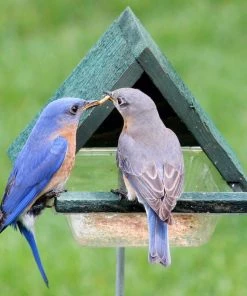 Songbird Essentials Staked Bluebird Feeder