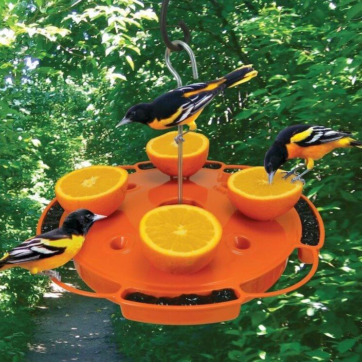 Songbird Essentials Fruit, Jelly & Mealworm Feeders Ultimate Oriole Feeder 3 Songbird Essentials Fruit, Jelly & Mealworm Feeders Ultimate Oriole Feeder