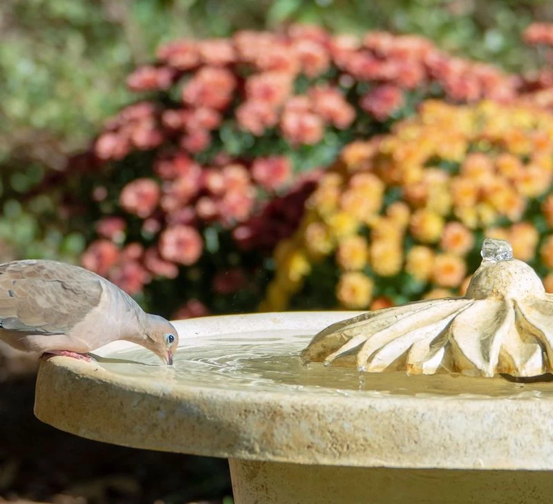 The Birdhouse Chick Bubbling Flower Birdbath Fountain 4 The Birdhouse Chick Bubbling Flower Birdbath Fountain