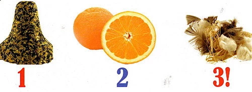 Songbird Essentials Birdie Bell Nester And Feeder Nesting Materials & Roosts 4 Songbird Essentials Birdie Bell Nester And Feeder Nesting Materials & Roosts