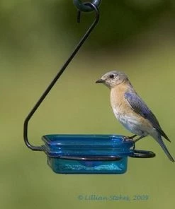 Hiatt Fruit-Jelly-Mealworm Feeder - Hanging
