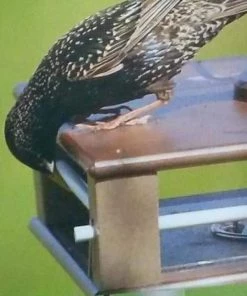 The Birdhouse Chick Recycled Birdhouses Gilbertson Hanging Bluebird Feeder