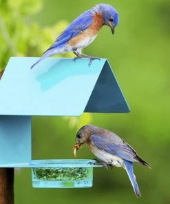 Couronne Fence-Post Bluebird Feeder- Blue Or Orange