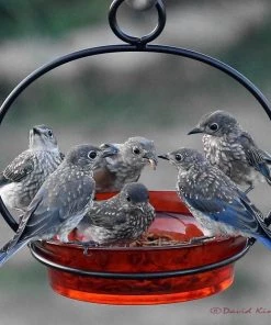 Couronne Unique Bird Feeders Glass Globe Dish Feeder/Mini-Bath- Red Or Lime