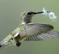 Songbird Essentials Hummer Helper Nest Material Refill Hummingbird Feeders