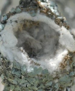 Songbird Essentials Hummer Helper Nest Material Refill Hummingbird Feeders 7 Songbird Essentials Hummer Helper Nest Material Refill Hummingbird Feeders