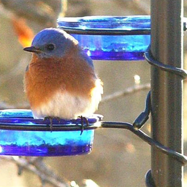 Erva Quick-Connect Glass Mealworm Feeder Bluebird Feeders 3 Erva Quick-Connect Glass Mealworm Feeder Bluebird Feeders