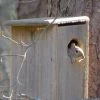 Coveside Conservation Squirrel House