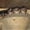 The Birdhouse Chick Barn Swallow Nest Cups - Set Of 2 2 The Birdhouse Chick Barn Swallow Nest Cups - Set Of 2
