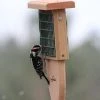 Kettle Moraine Tail Prop Suet Feeder Suet Feeders 2 Kettle Moraine Tail Prop Suet Feeder Suet Feeders