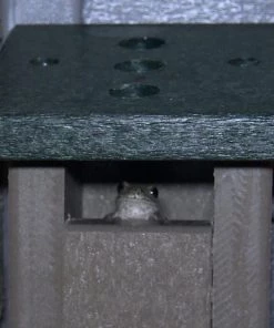 The Birdhouse Chick Tree Frog House