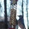 Pine Bush Home & Garden Stainless Steel Whole Peanut Feeder Peanut Feeders