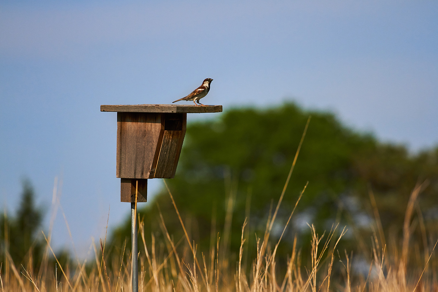 The Birdhouse Chick Sales Shop -The Birdhouse Chick Sales Shop 2vfudi65ol13lqu5ggfe1adb9n a75e8681cc028fee8a2b0296360b3689